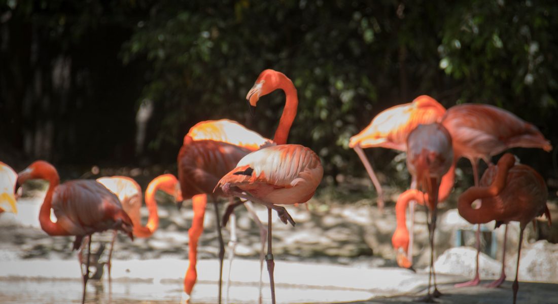 Going on a Safari to Lake Natron to See Flamingoes