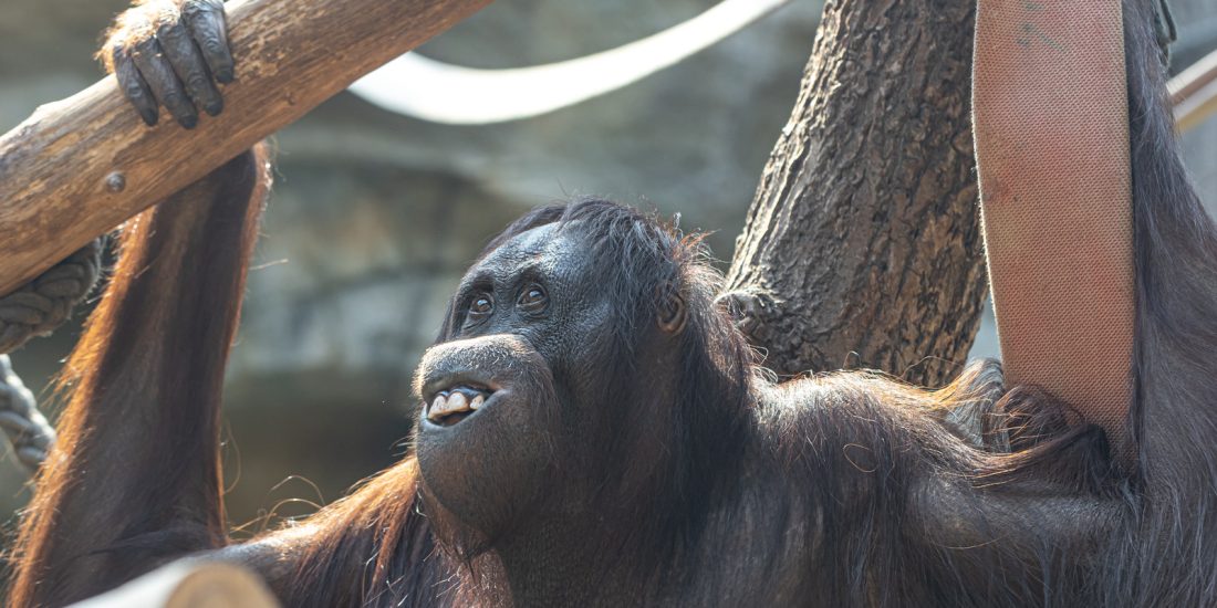 Orangutan Sanctuary and the Conservation Efforts