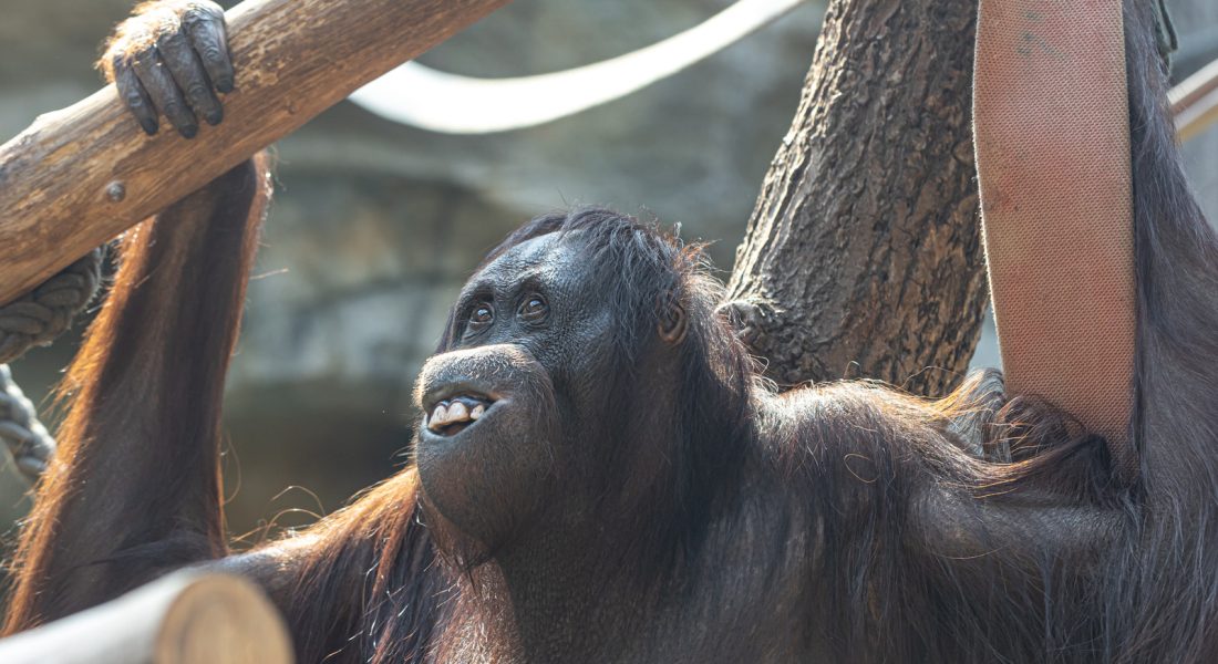 Orangutan Sanctuary and the Conservation Efforts